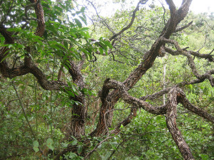 cerrado