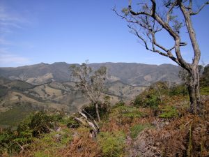 Aluguel de can para a Serra do Condado - Alagoa
